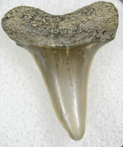 Fossil Mako Tooth - Calvert Cliffs, Maryland #26720